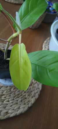 Filodendron lemon lime ukorzenione sadzonki