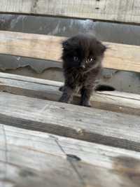 Чорний веслоухий кіт кошеня