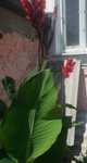 Канна червона з великим листям