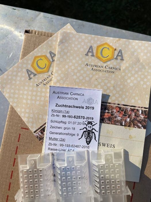 Плідна бджоломатка карніка F 1