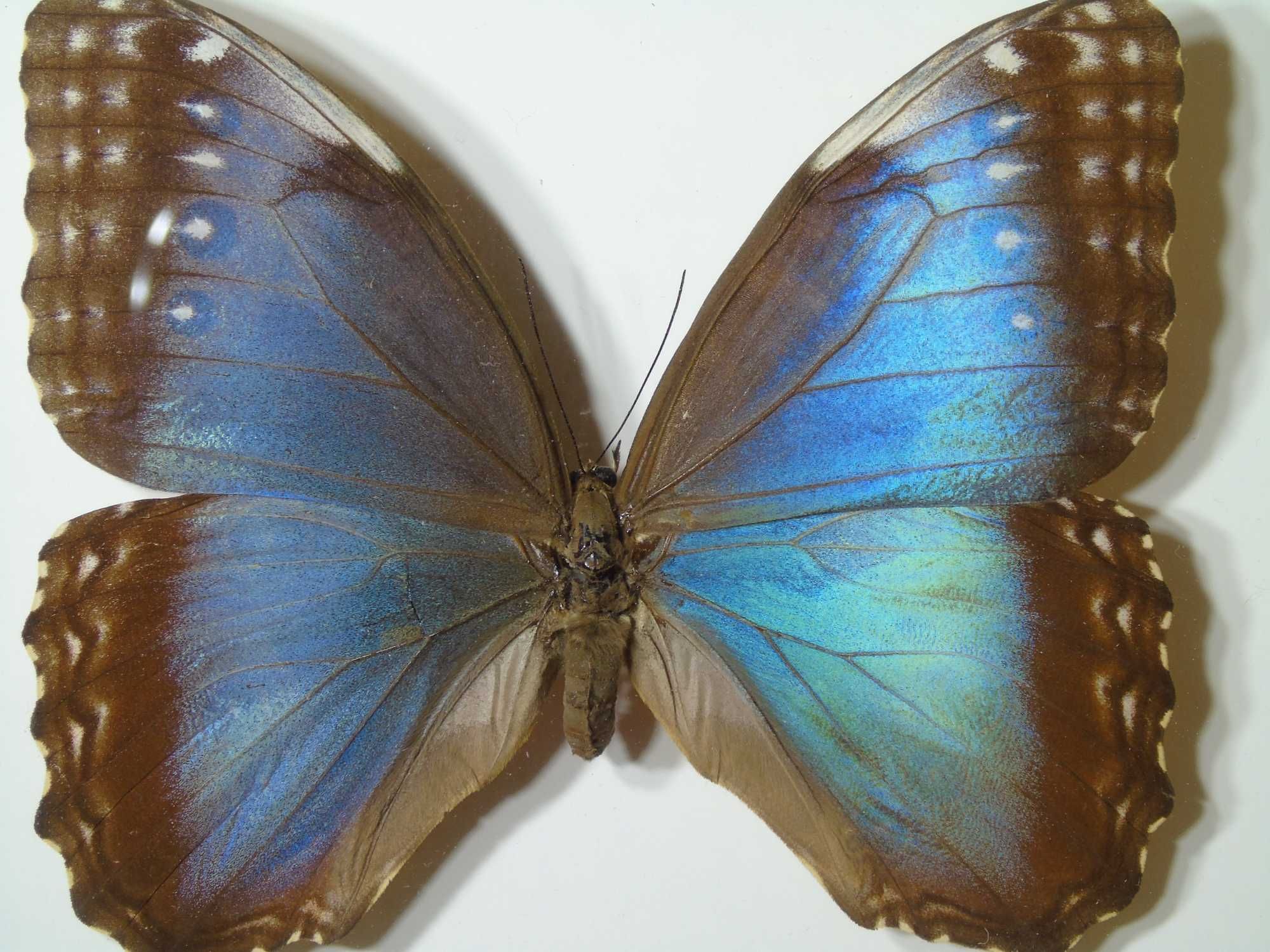 Motyl w ramce / gablotce 22x17cm . Morpho peleides 115 mm . XXXL