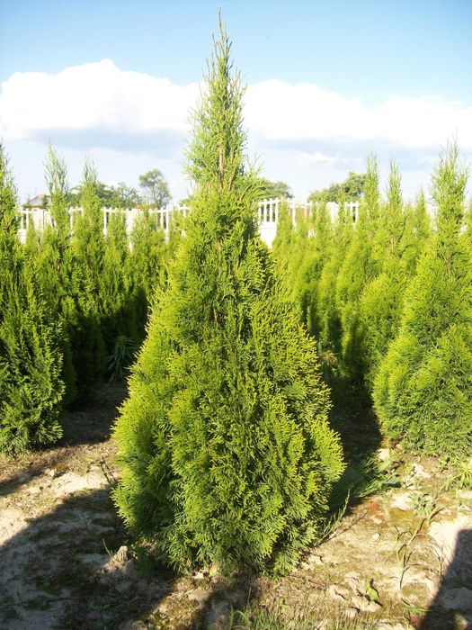 Tuja szmaragd 100 - 115 cm Producent Transport