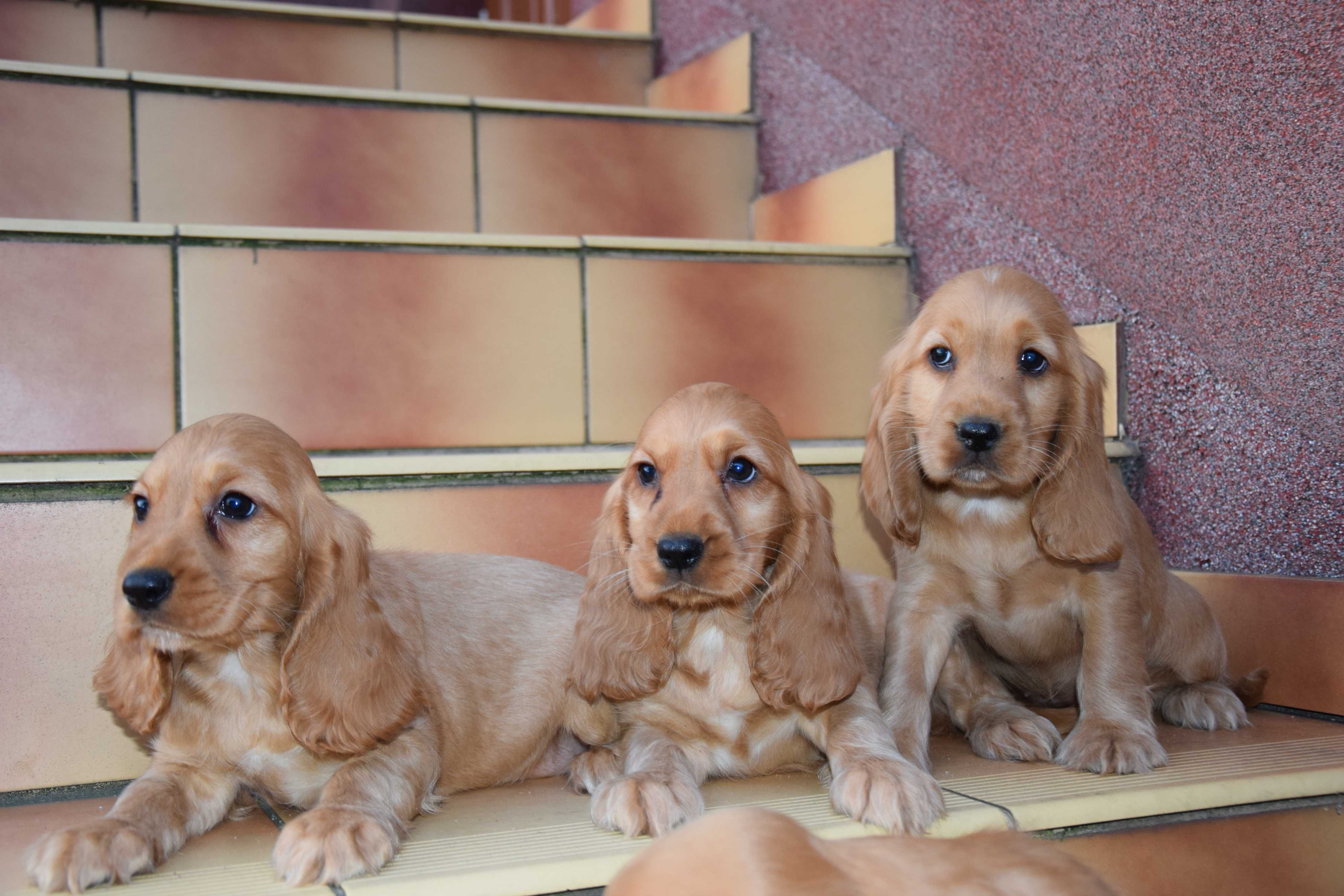Cocker Spaniel - szczenię