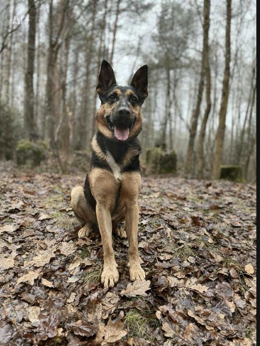 Gacuś szuka cudownego domu