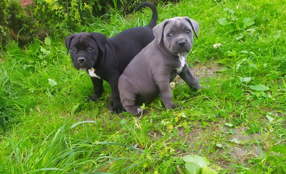 Щенки Кане корсо