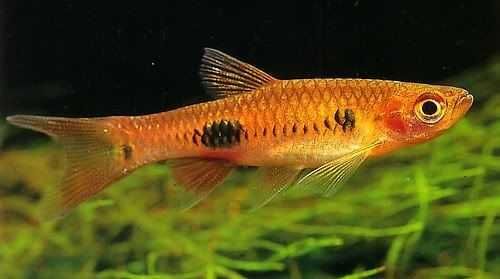 Razbora wielkoplama - Rasbora kalochroma - dowóz, wysyłka