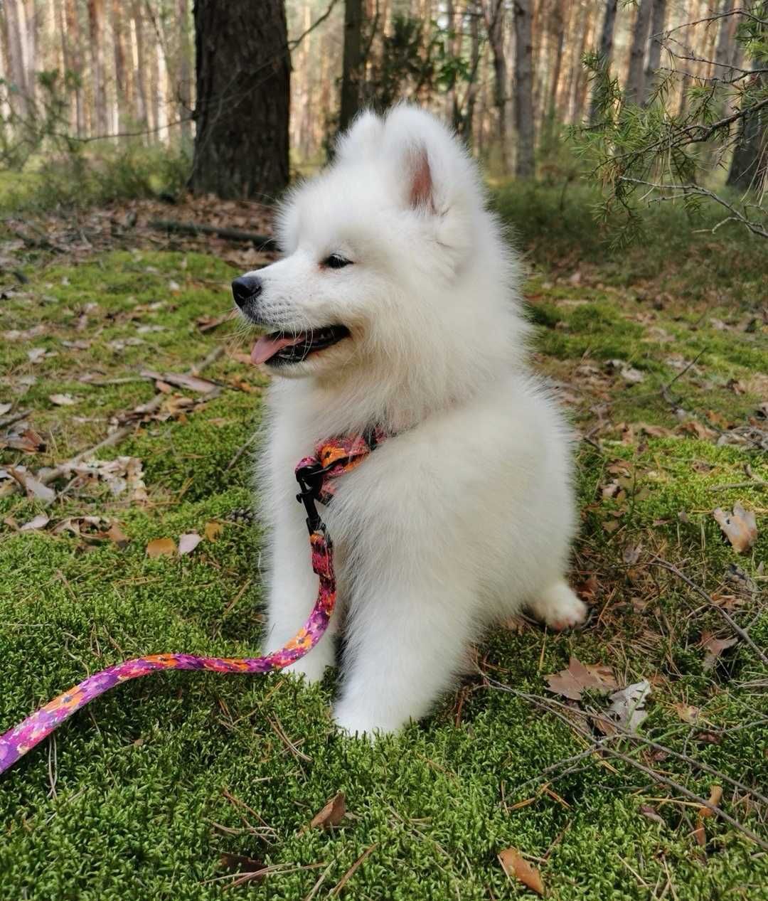 Samoyed z rodowodem suczka samoyed śliczna