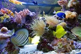 Живі корали,морські рибки,зірки,краби,креветка та інше