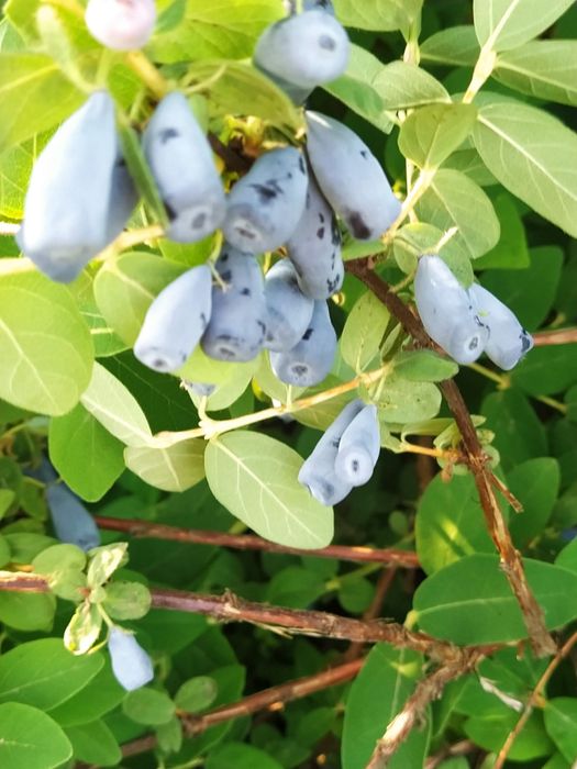 гумі актинідія маракуя ірга чекалкін горіх