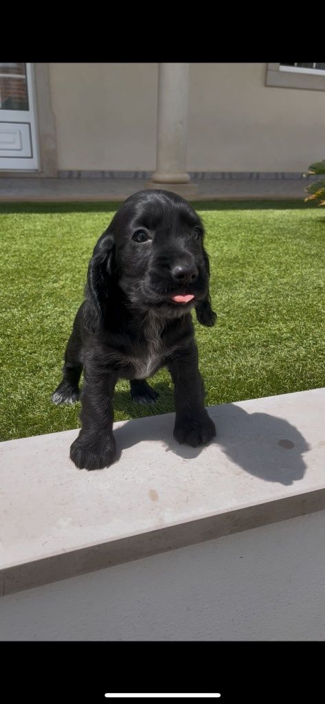 cocker spaniel inglês macho