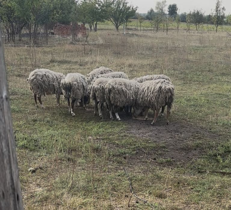 Продам вівці романівської породи.