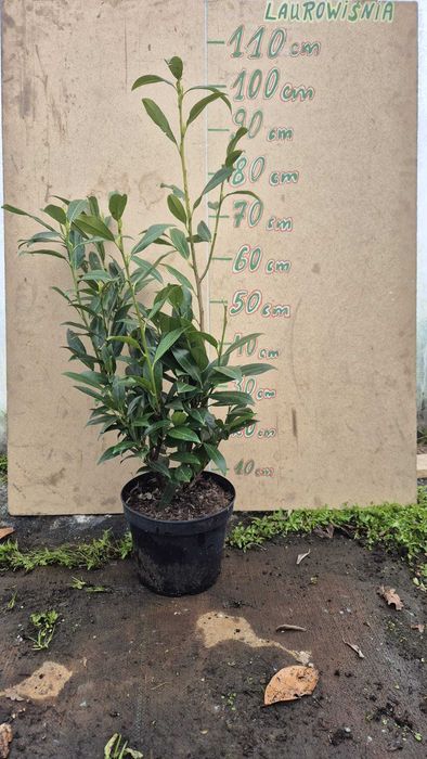 JESIENNA PROMOCJA Laurowiśnia Caucascia 100-120 cm w donicy 5 litrowej
