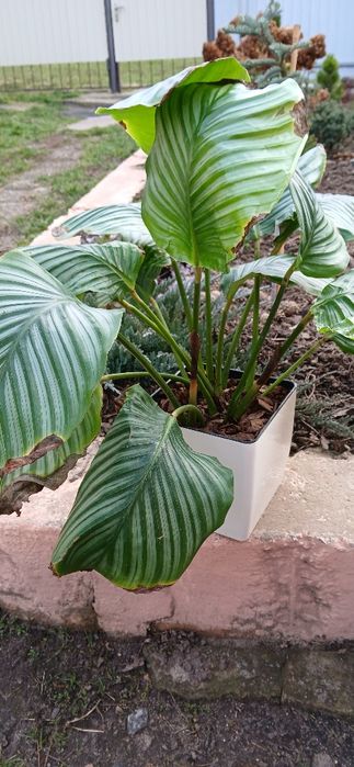 Калатея Орбіфолія