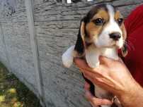 Beagle tricolor szczeniak