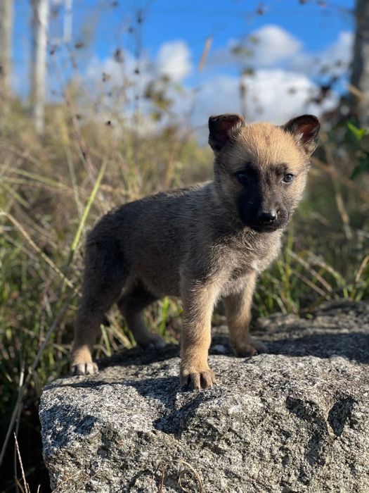 Pastor Belga Malinois