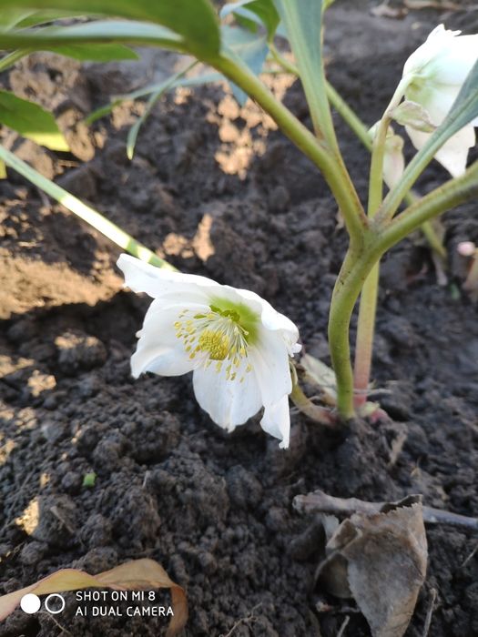 Морозник ( чемерник )