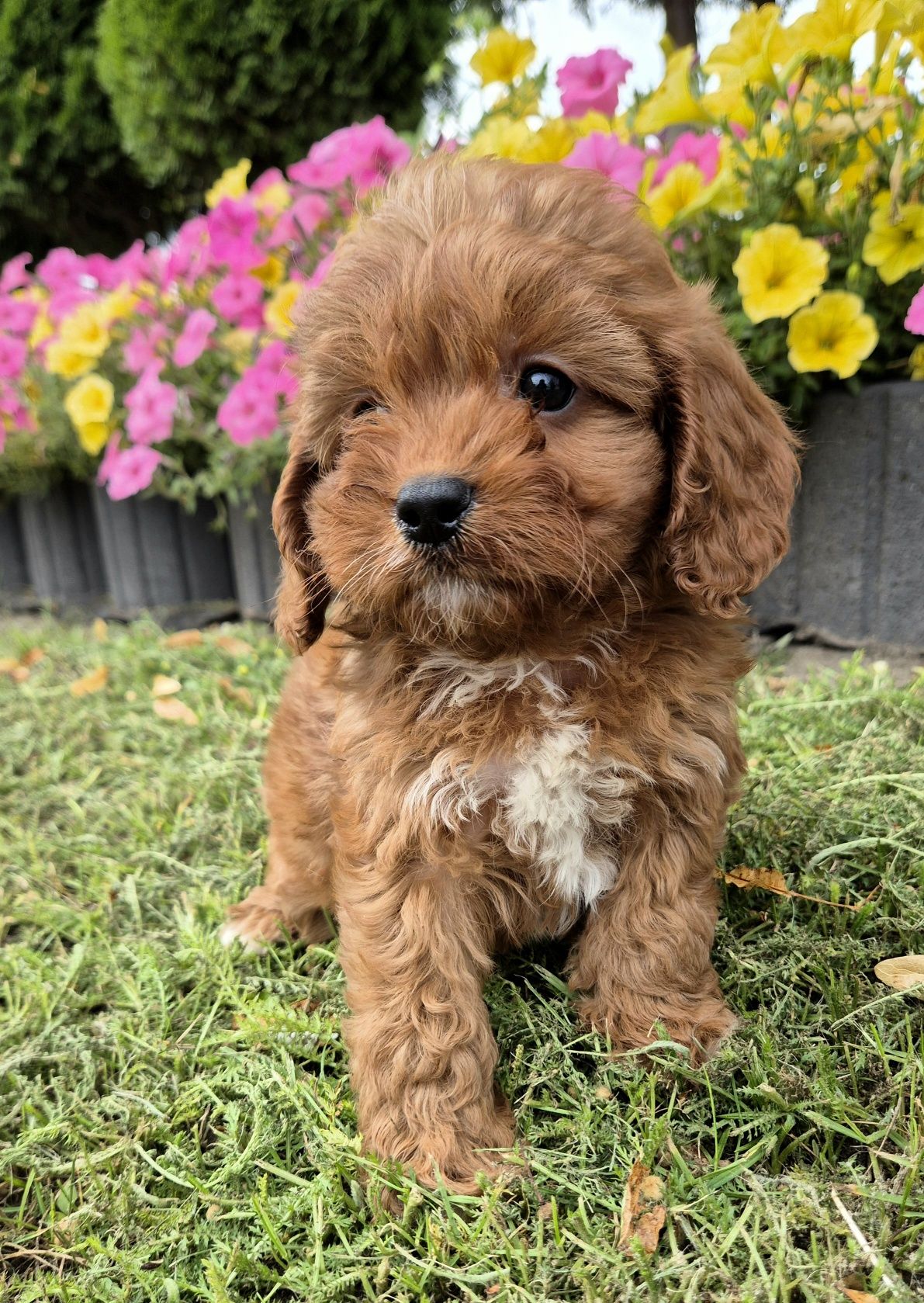 Cavapoo SAMCZYK hybryda ras