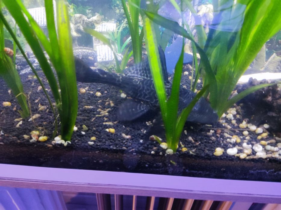 Pleco comum ≈ 25cm (reservado)