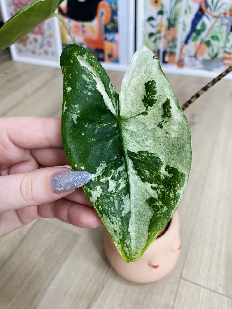 Alocasia alokazja zebrina variegata w typie mint unikat kolekconerska