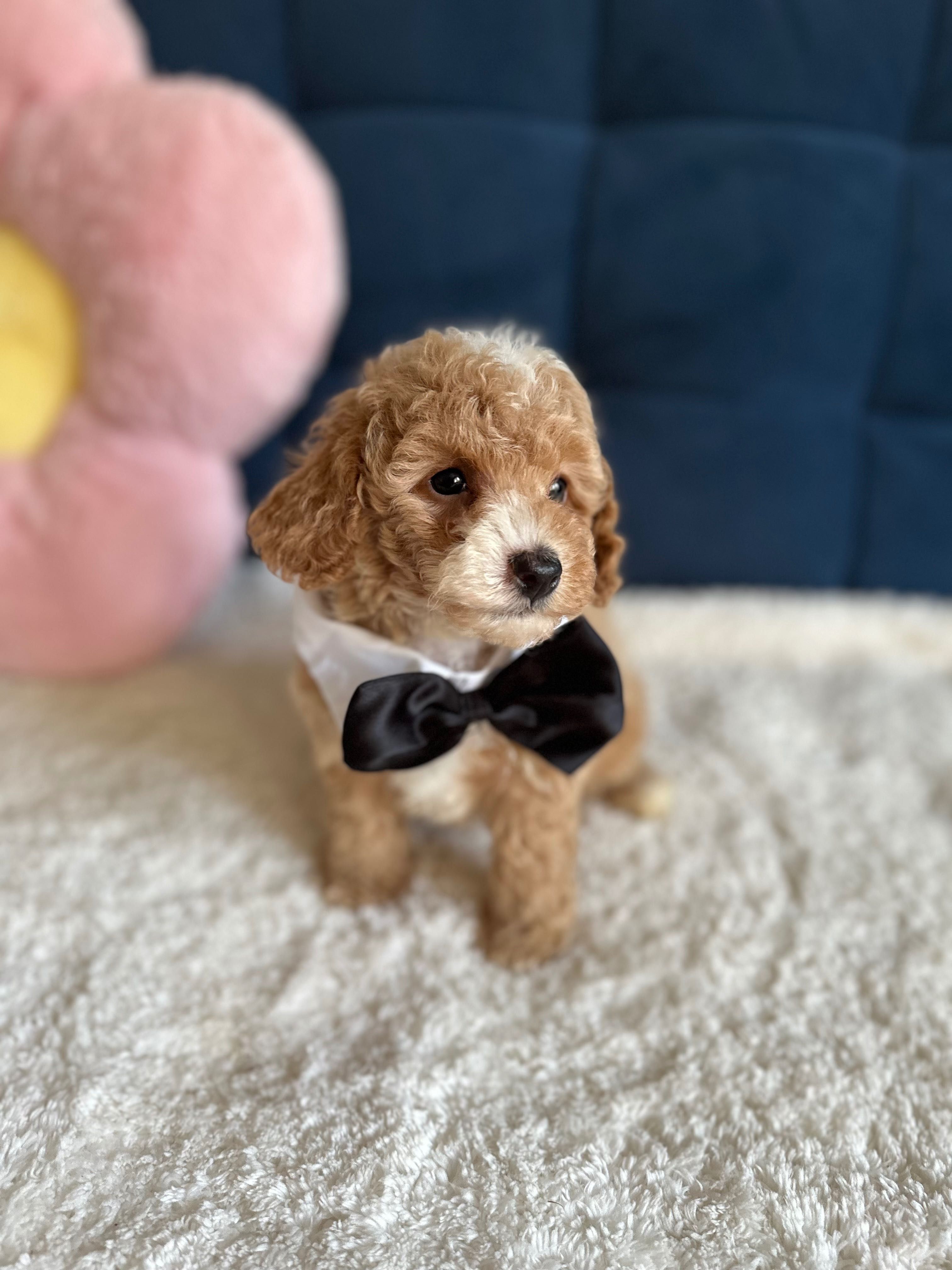 Śliczny Piesek Maltipoo F1b!