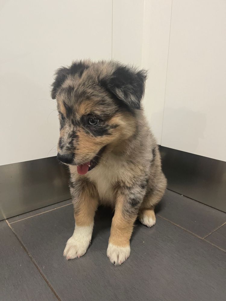 Border collie blue merle tricolor macho