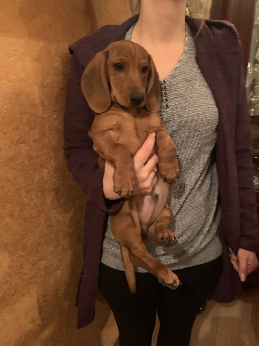 Продам цуценят Таксенят