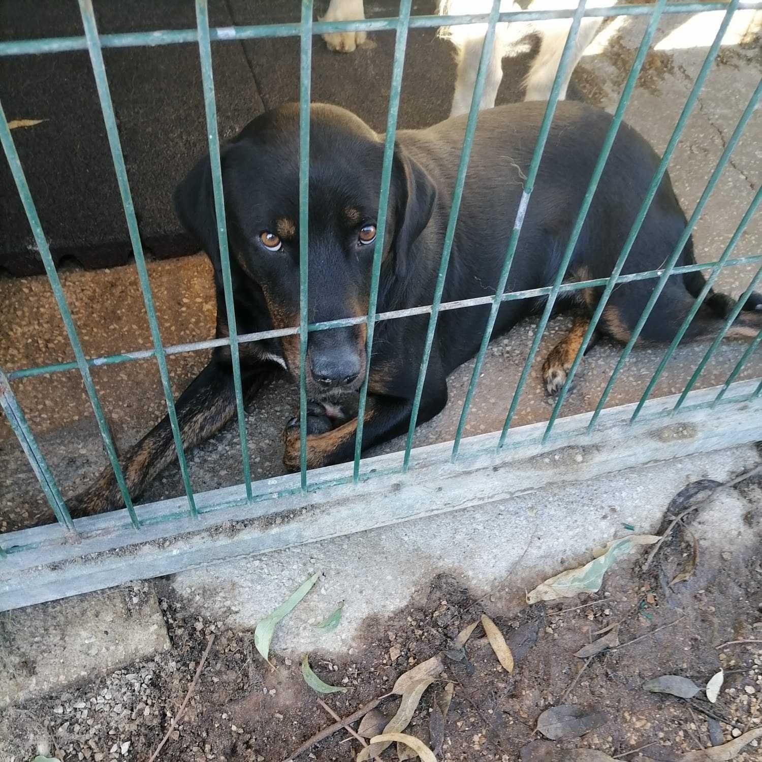 Cão cruzado de braco e labrador para adopção