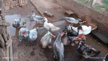 Patos e patas adultos e pequenos patos modos