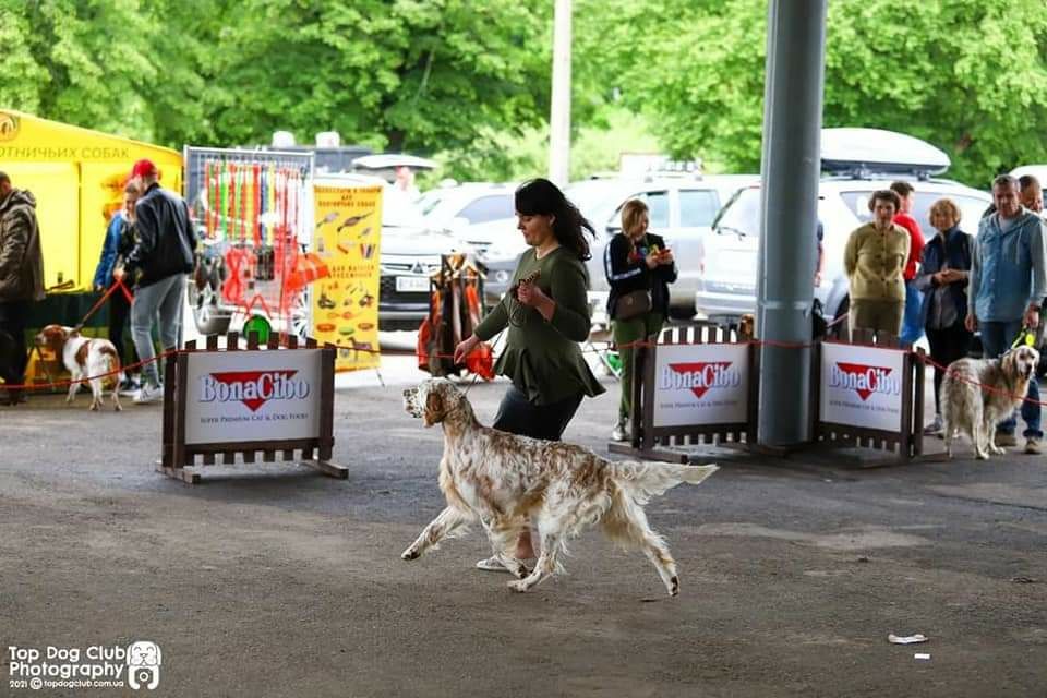 Цуценята англійського сетера