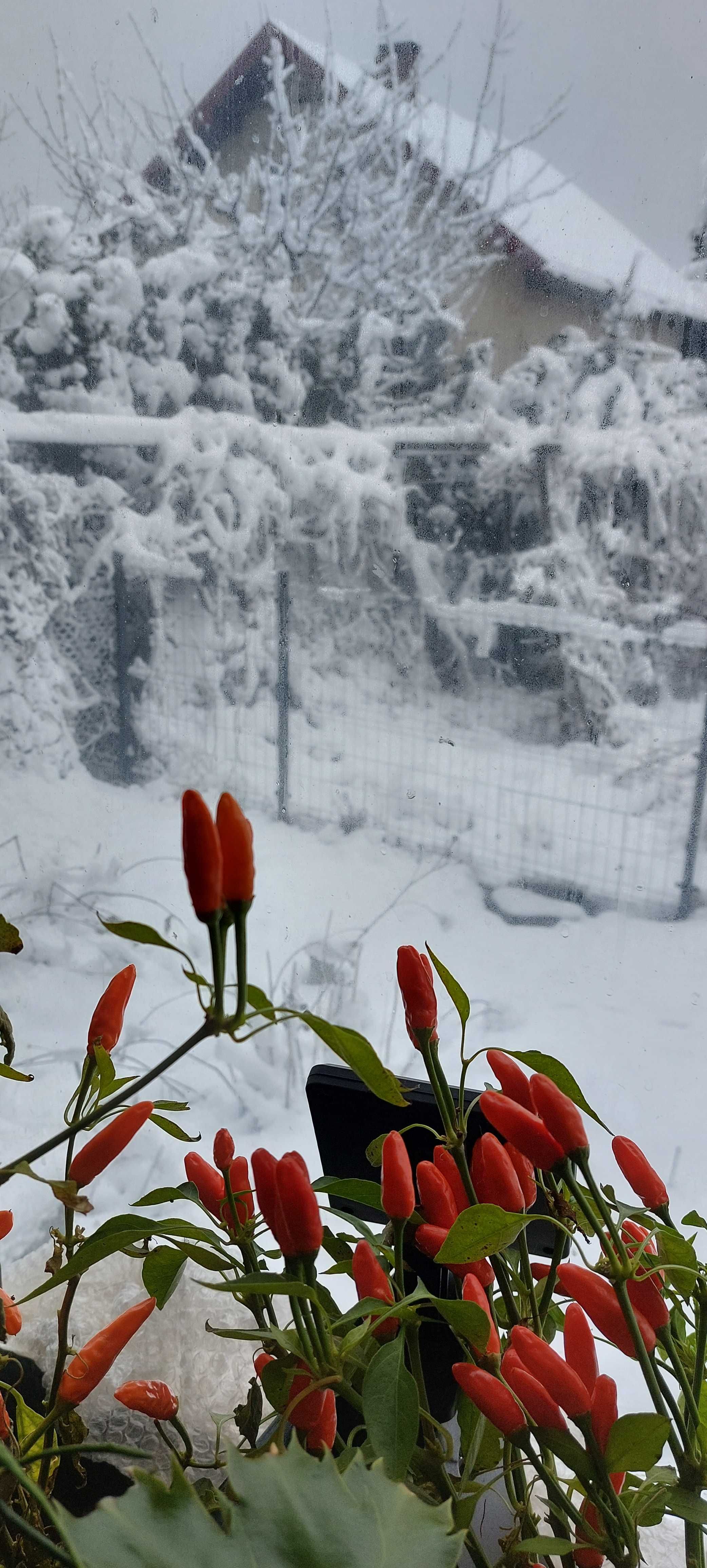 Papryczka chilli suszona cała, mała 1-3 cm.Porcja 10 g. Bardzo ostra!