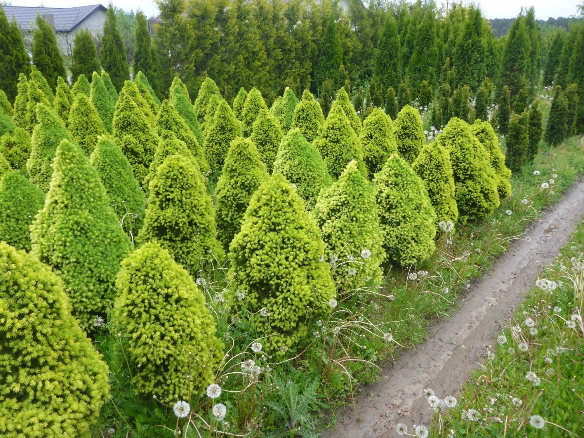 XXL _ CONICA świerk biały PICEA GLAUCA _ 100cm _ 90cm daisy's white