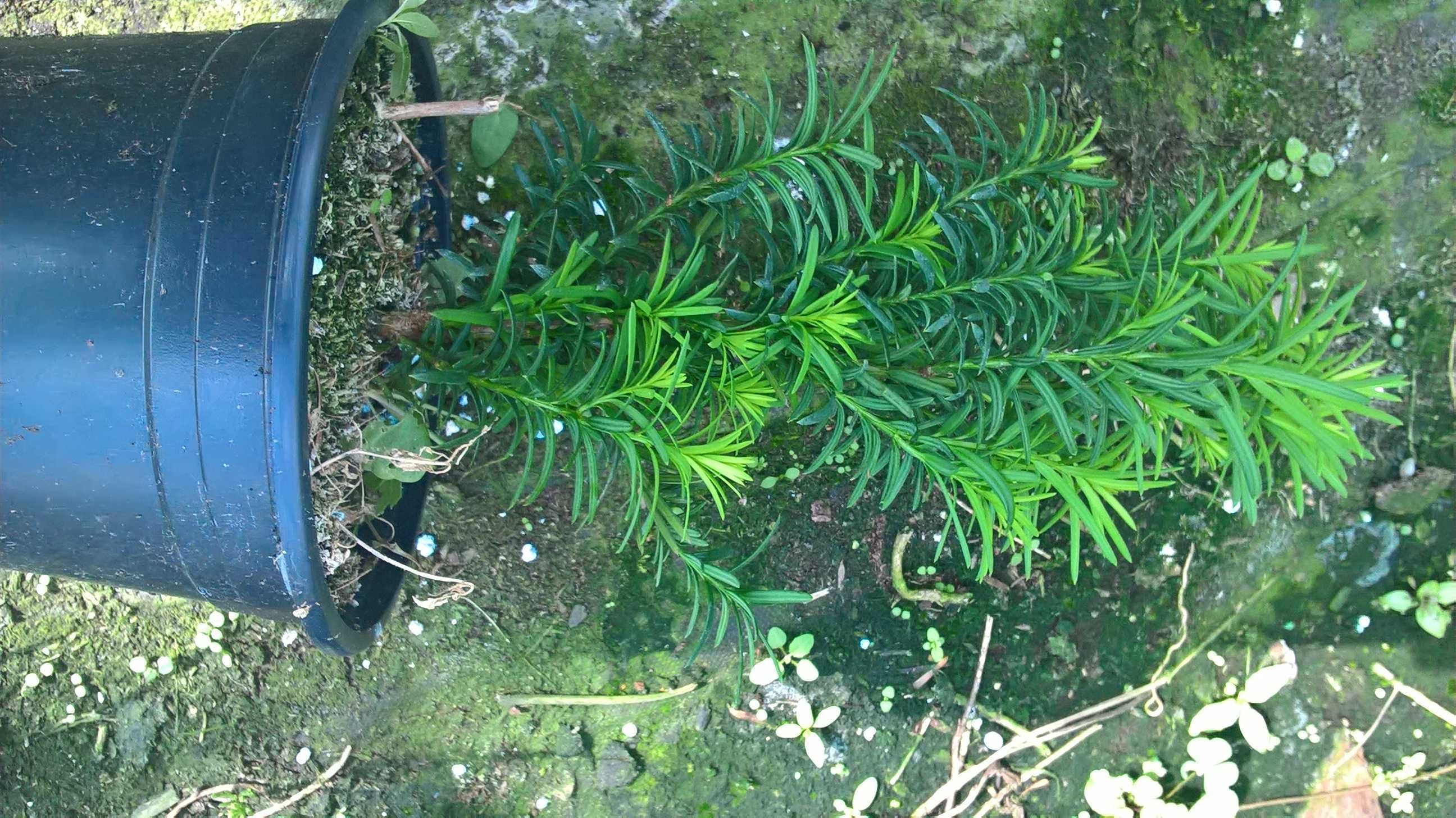 Cis Hicksii Najtaniej Doniczka
