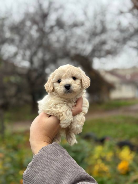 Выбираем друга, мальтипу ф1 мальчики