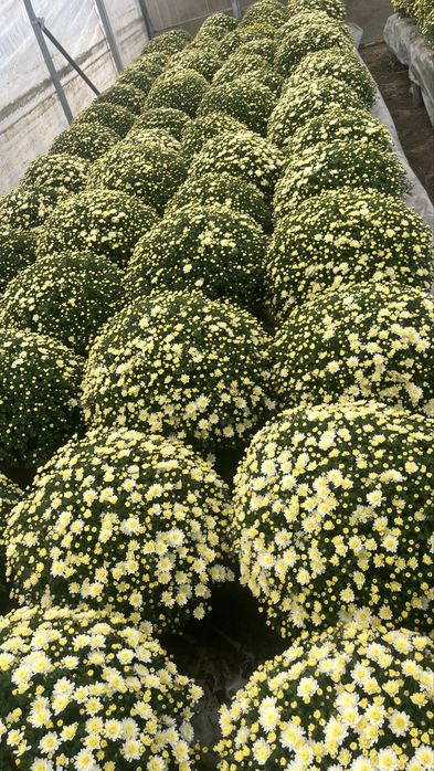 Sprzedam chryzantemy drobnokwiatowe churt/detal