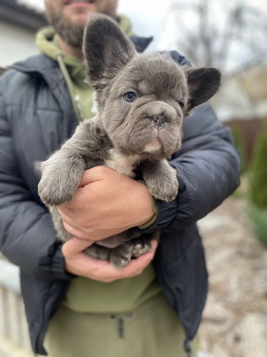 Флаффи французский бульдог мальчик