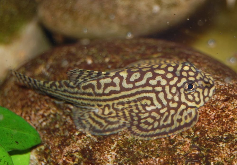 Przylga siatkowana - Sewellia lineolata