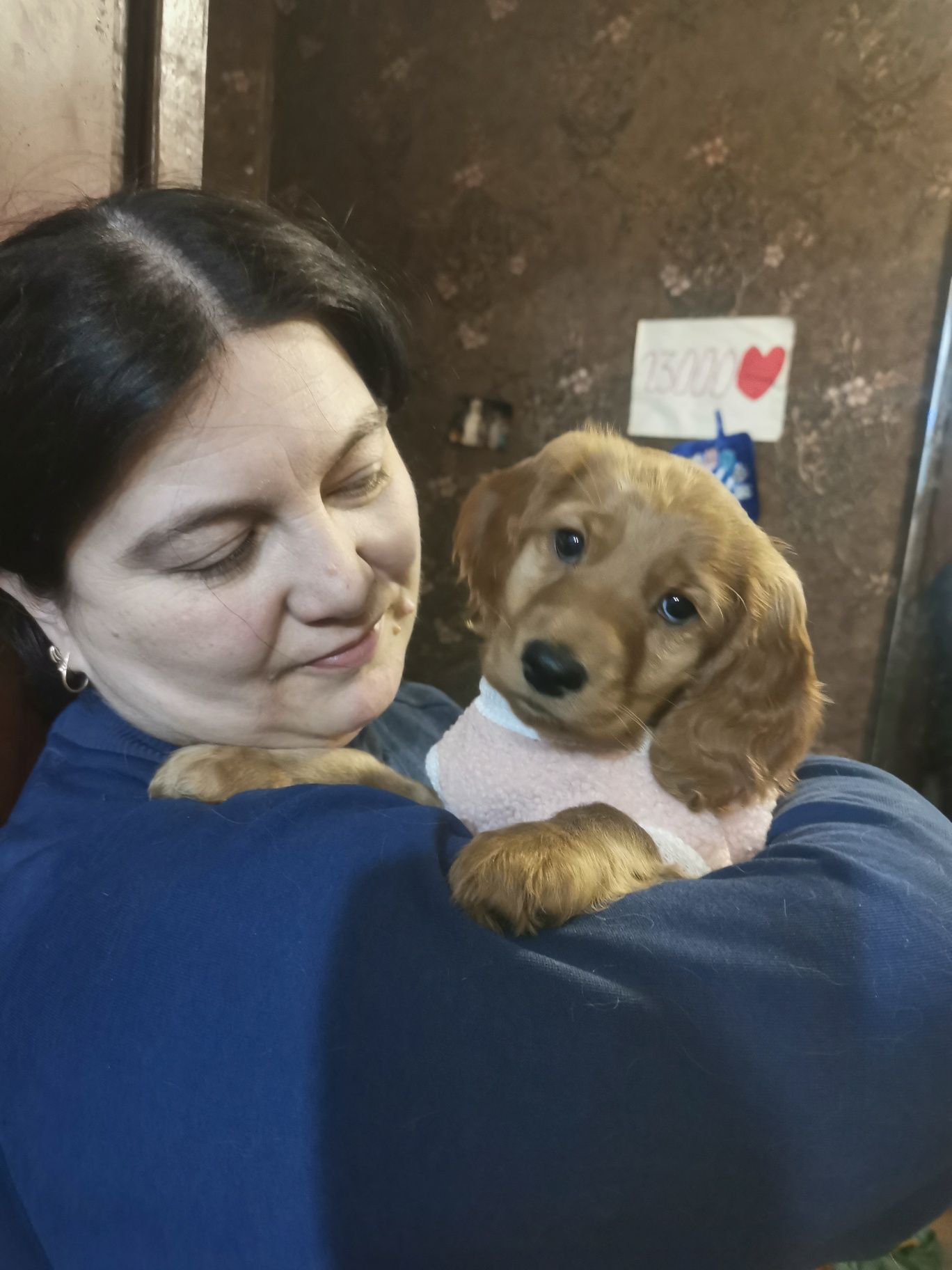 Продам цуценят англійський кокер спаниель от чистокровних родителей