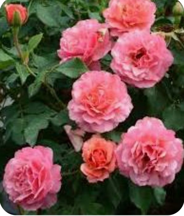 Роза жан както флорибунда