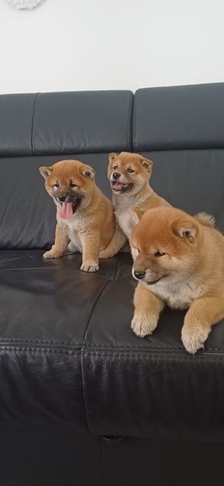 Piesek shiba inu