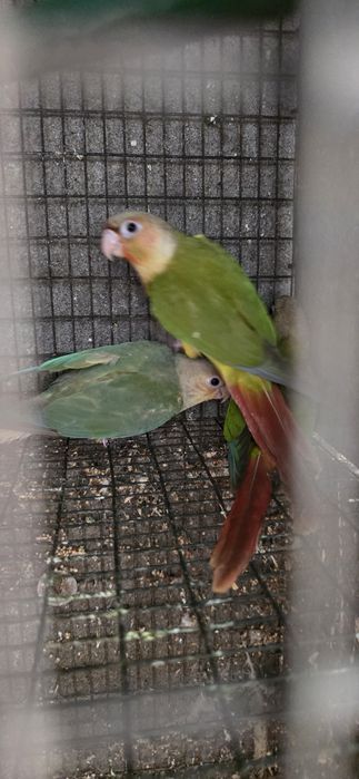 Pyrrhura Pineapple Casal