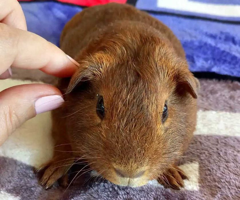 Роскошные морские свинки, гладкошерстные, эксклюзивного окраса