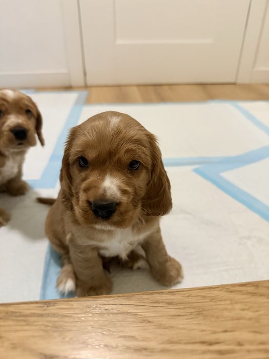 Cocker Spaniel angielski