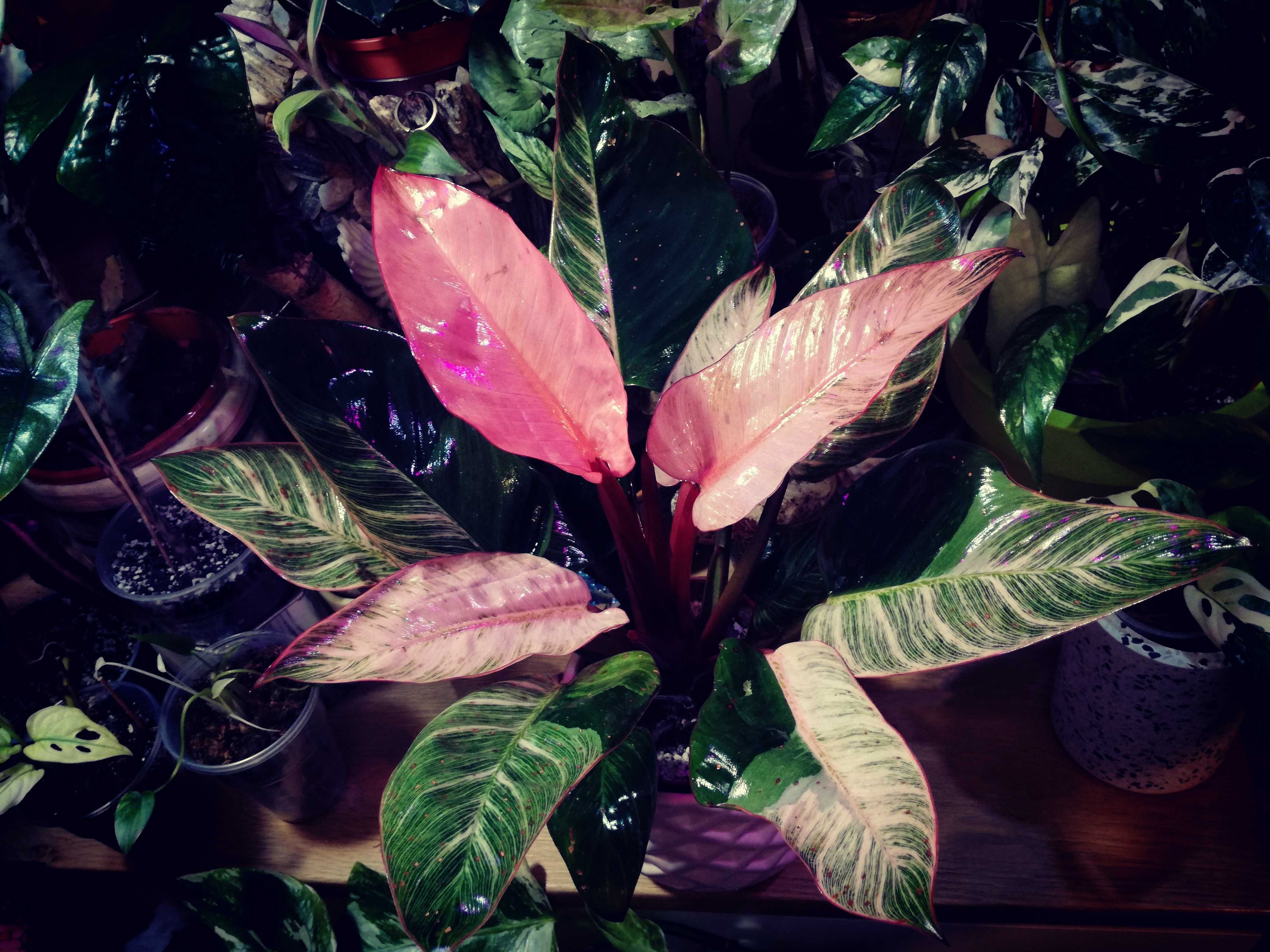 Philodendron Birkin Pink Variegata RARYTAS roślina kwiat monstera