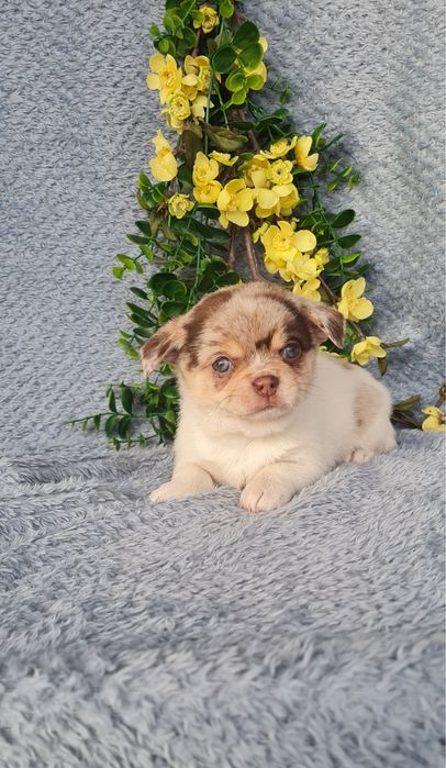 Excecional menino mini semi pelo Chihuahua/Chiuaua de Qualidade