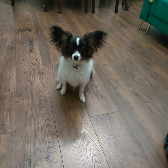 Piesek papillon ZKwP/FCI