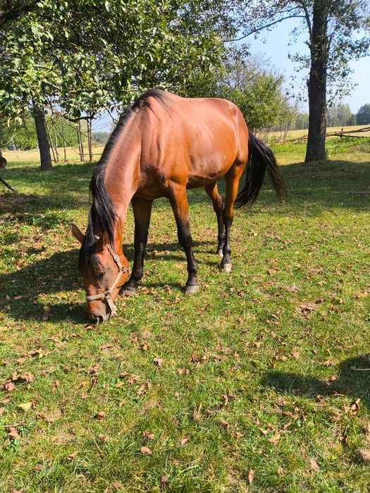 Ogier gniady 4 letni