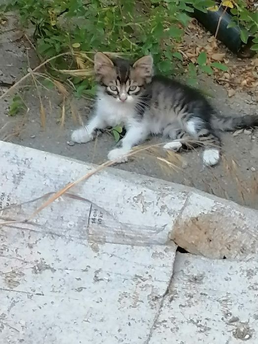 Дарю котят в добрые руки