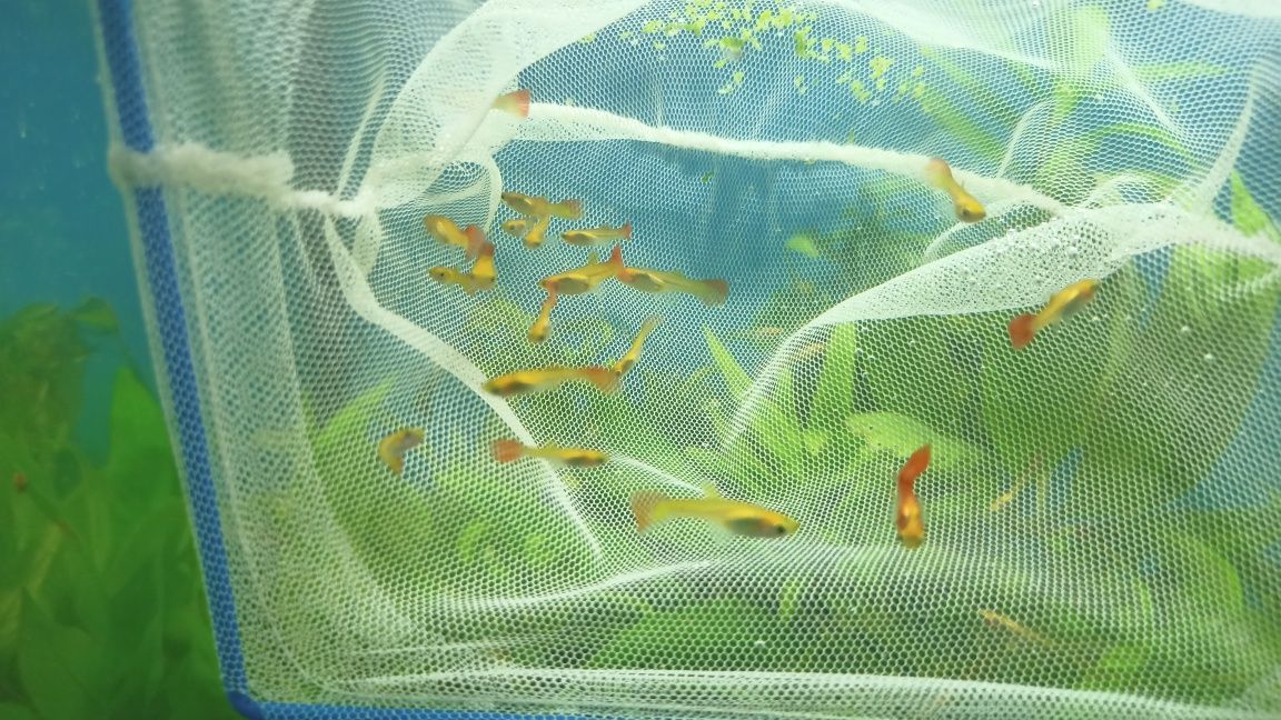 Lindos Guppies Red Blonde
