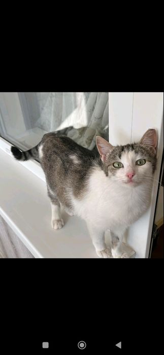 Красивая девочка в добрые руки.