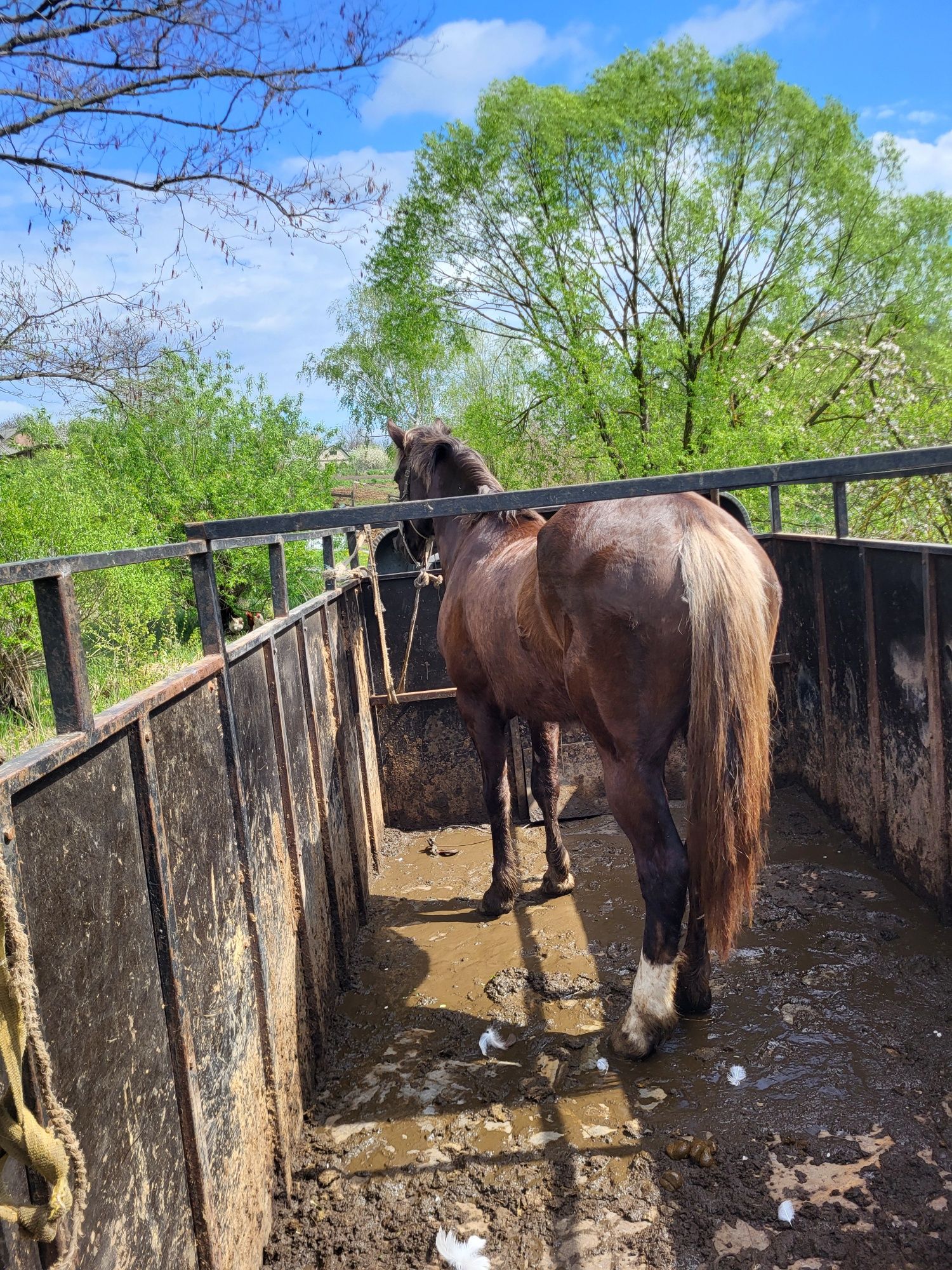 Продам робочі кобили